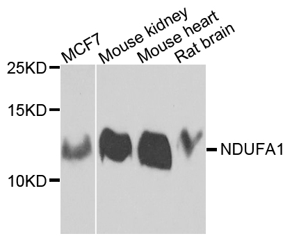 Anti-NDUFA1 Antibody