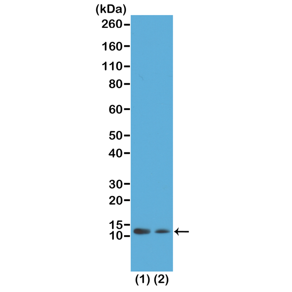 Anti-Histone H4 (acetyl Lys12) Antibody [RM202]