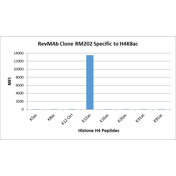 Anti-Histone H4 (acetyl Lys12) Antibody [RM202]