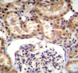 RNF43 antibody immunohistochemistry analysis in formalin fixed and paraffin embedded human kidney tissue.
