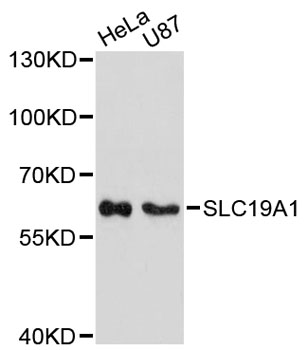 Anti-SLC19A1 Antibody