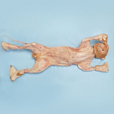 Carolinas Perfect Solution® Skinned, Pregnant Cat, 18