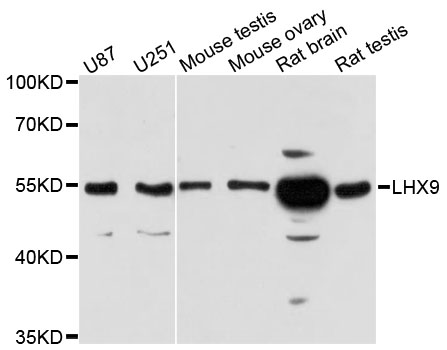 Anti-LHX9 Antibody