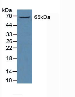 Western Blot; Sample: Human K562 Cells.