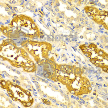 Anti-BIN1 Antibody