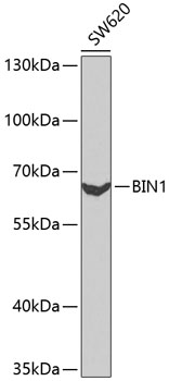 Anti-BIN1 Antibody