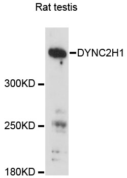 Anti-DYNC2H1 Antibody