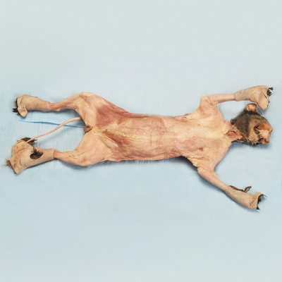 Formalin Skinned Cat, 14 to 18