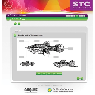 STC™ Organisms Interactive Whiteboard Activity