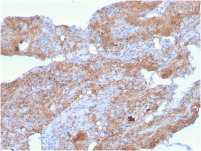 Anti-Fibronectin Antibody [FN1/2948] - BSA and Azide free