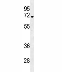 NUMB antibody western blot analysis in NCI-H292 lysate.
