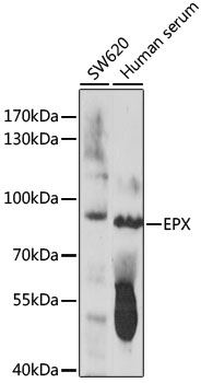 Anti-EPX Antibody