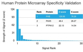 Analysis of HuProt(TM) microarray containing more than 19,000 full-length human proteins using PHB antibody (clone PHB/3228). These results demonstrate the foremost specificity of the PHB/3228 mAb.<BR>Z- and S- score: The Z-score represents the strength of a signal that an antibody (in combination with a fluorescently-tagged anti-IgG secondary Ab) produces when binding to a particular protein on the HuProt(TM) array. Z-scores are described in units of standard deviations (SD's) above the mean value of all signals generated on that array. If the targets on the HuProt(TM) are arranged in descending order of the Z-score, the S-score is the difference (also in units of SD's) between the Z-scores. The S-score therefore represents the relative target specificity of an Ab to its intended target.