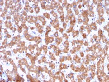 IHC testing of FFPE human liver tissue with PHB antibody (clone PHB/3228). Required HIER: boil tissue sections in pH6, 10mM citrate buffer, for 10-20 min followed by cooling at RT for 20 min.