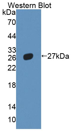 Western Blot; Sample: Recombinant protein.