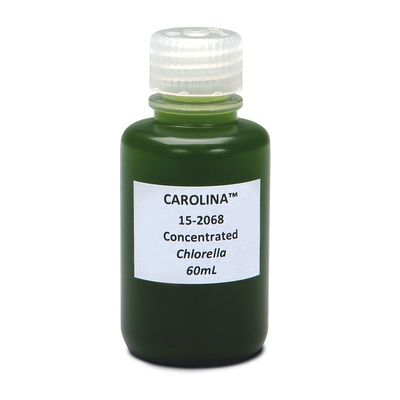 Chlorella, Concentrated, Living