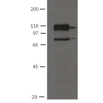 OB Cadherin Monoclonal Antibody [16G5]