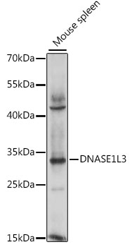 Anti-DNASE1L3 Antibody