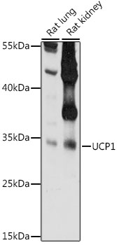 Anti-UCP1 Antibody