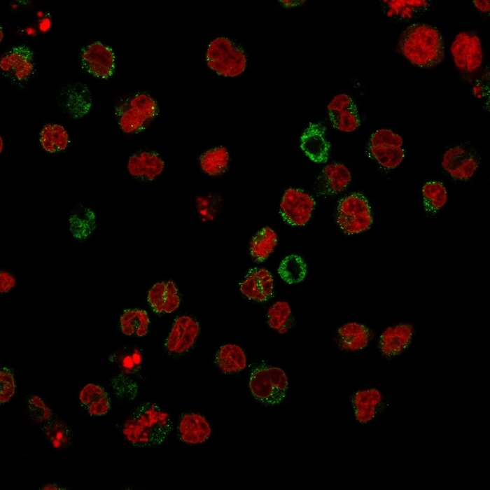 Anti-CD15 Antibody [FR4A5]