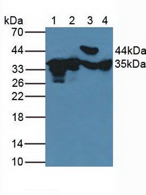Figure. Western Blot; Sample: Lane1: Human HeLa Cells; Lane2: Human 293T Cells; Lane3: Porcine Heart Tissue; Lane4: Porcine Brain Tissue.