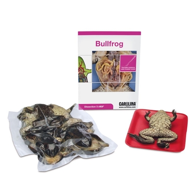 Bullfrog Dissection BioKit®