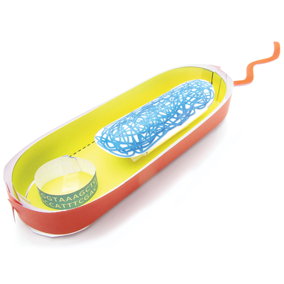 Origami Organelles™ 3-D Paper Model Kit: Bacterial Cell