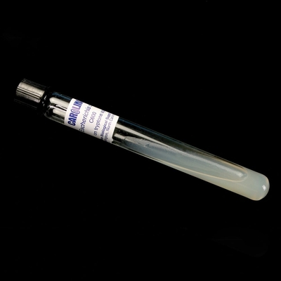 Escherichia coli C600, Living