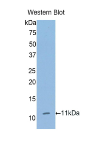 Western Blot; Sample: Recombinant protein.