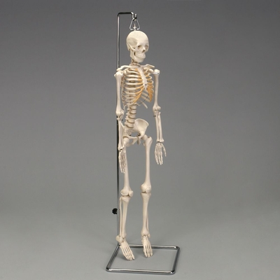 Altay® Desktop Miniature Skeleton