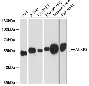 Anti-ACKR3 Antibody