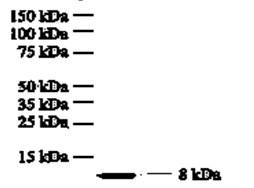 Anti-IL8 Antibody [807]