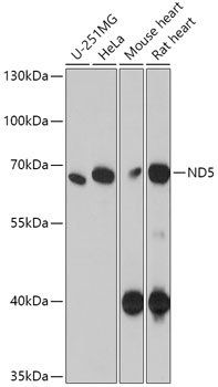 Anti-ND5 Antibody