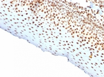 IHC staining of FFPE human tonsil tissue with recombinant Nuclear Antigen antibody (clone rNM106). HIER: boil tissue sections in pH 9 10mM Tris with 1mM EDTA for 20 min and allow to cool before testing.