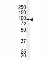 Western blot analysis of BAP1 antibody and mouse testis lysate