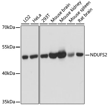 Anti-NDUFS2 Antibody