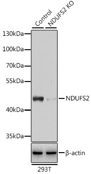 Anti-NDUFS2 Antibody