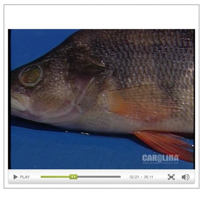 Perch Anatomy: External Anatomy Video