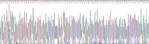 Figure. Gene Sequencing (extract)