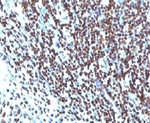 IHC: Formalin-fixed, paraffin-embedded human tonsil stained with Histone H1 antibody (clone HH1/957).