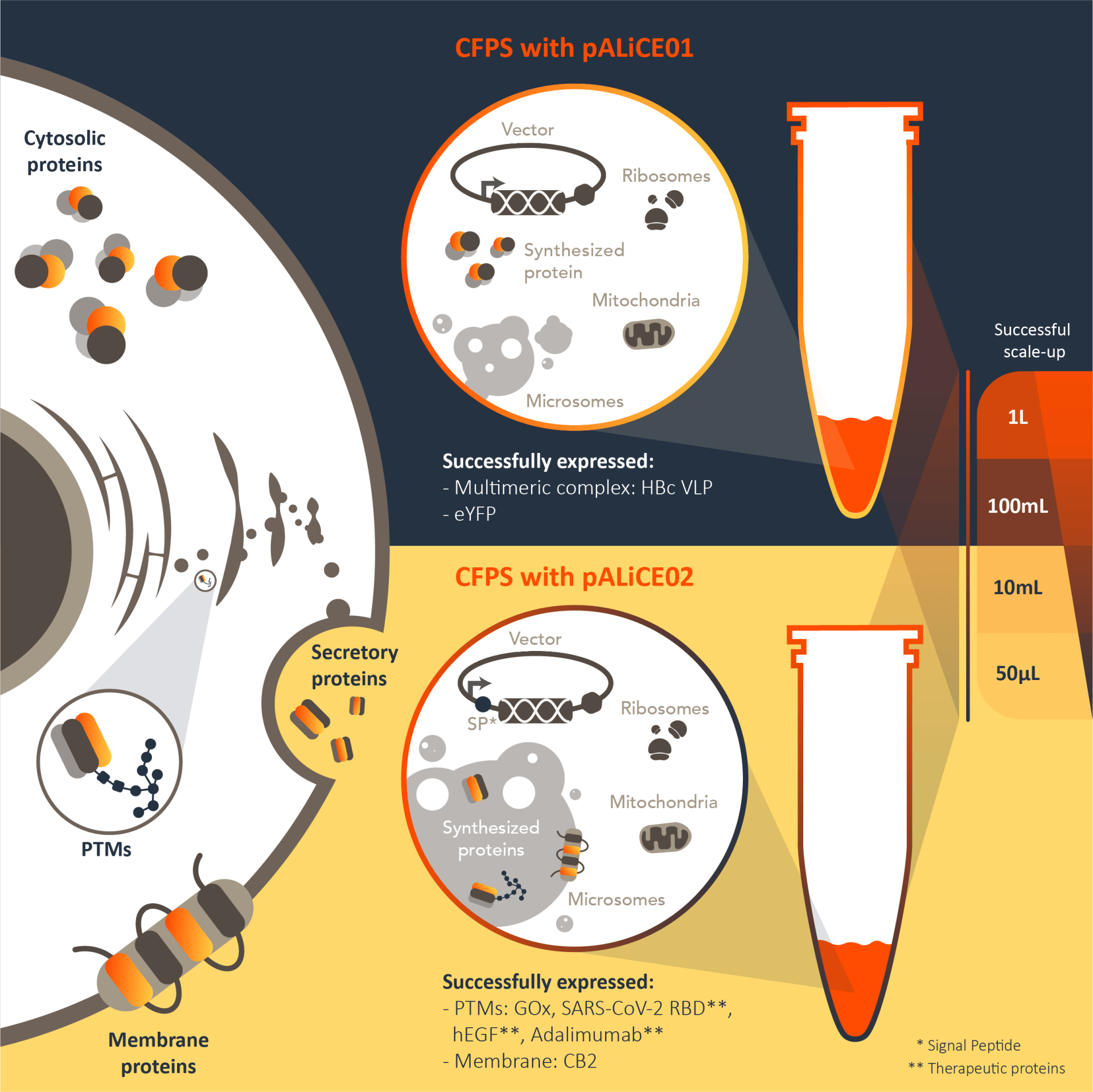 CFPS with pALiCE01 Illustration