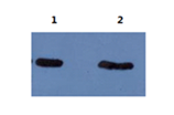 Anti-Amyloid beta Peptide 42 Antibody [NT 5B8]