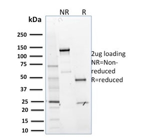 SDS-PAGE analysis of purified, BSA-free MTF1 antibody as confirmation of integrity and purity.