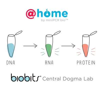 BioBits® @home: Central Dogma, Remote Learning 