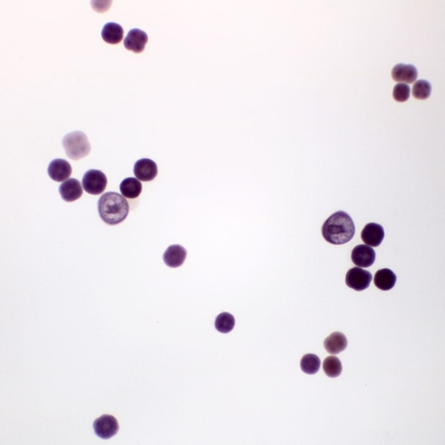 Sea Urchin Development, w.m. Microscope Slide