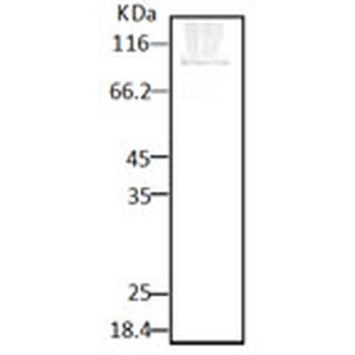 HSP90 (P. falciparum) Antibody: FITC