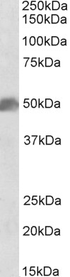 Anti-SOX10 Antibody