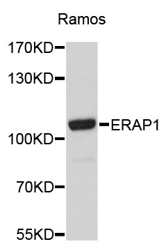 Anti-ERAP1 Antibody