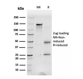 SDS-PAGE analysis of purified, BSA-free Fibronectin antibody (clone C6F10) as confirmation of integrity and purity.
