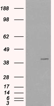 Anti-VPS26A Antibody